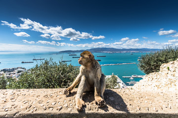 Barbary Macaque monkeys in Gibraltar
