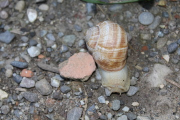 Weinbergschnecke