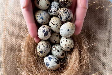 Obraz premium Quail eggs in the hands of man. Close-up.