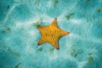 Fototapeta na wymiar star fish underwater - sea star in water