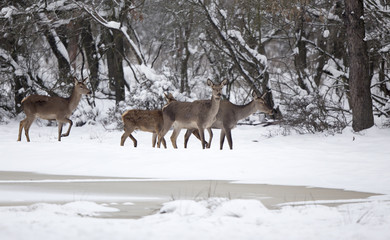 Group of hinds on snow (red deer female)
