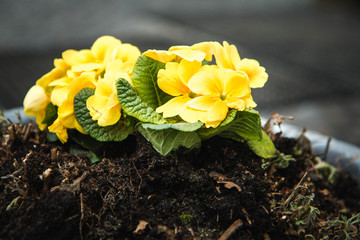 Planted yellow flowers in the ground.