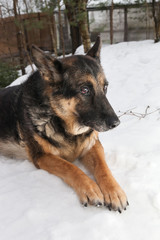 Portrait of a dog lying in the snow