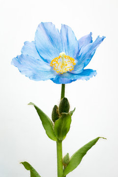 Upright blue poppy on white
