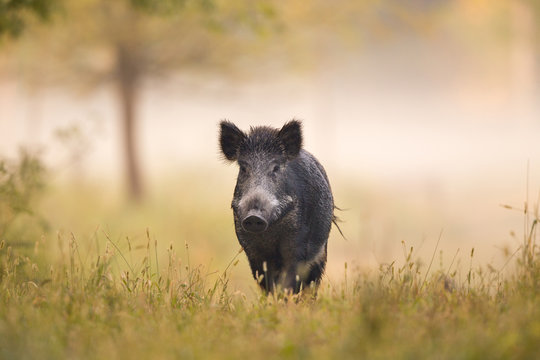 Wild boar in forest in fog