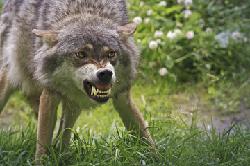Angry wolf