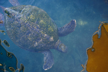 Obraz premium Turtles in the water on the red sea