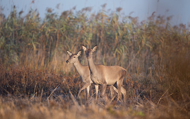 Hinds in reed field