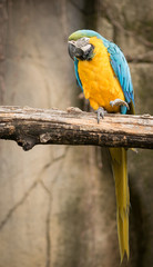 Parrot, also known as psittacine on a branch