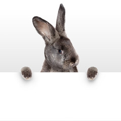 Obraz premium Osterhase