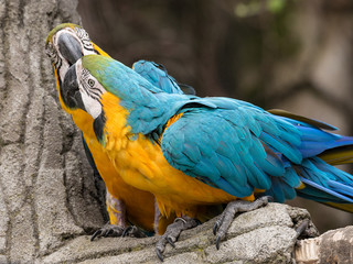 Two parrots, also known as psittacines on a branch