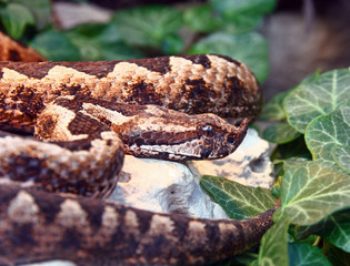 Horned viper, snake