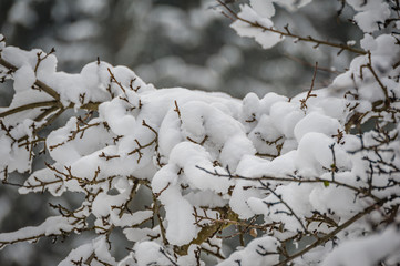 Snow on a tree