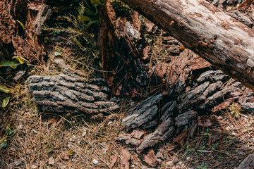 The Woods of Arrabida