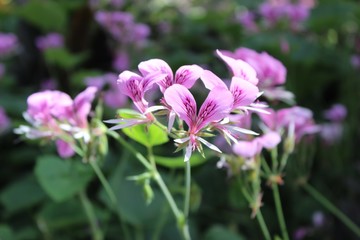 Fototapeta premium HEART LEAF GERANIUM
