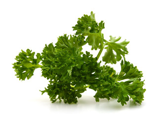 Branch of magnificent parsley on a white background closeup