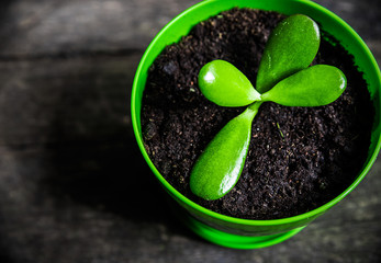 Young plant in a flowerpot