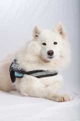 SAMOYEDE STUDIO PHOTO SHOOTING CHIEN ANIMAUX