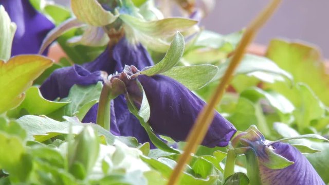 Zooming Green Pansy perianth and closed flower, closeup of violet calyx and corolla. A large-flowered hybrid plant cultivated of the genus Viola.