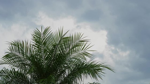 Approaching storm viewed through a palm tree 1