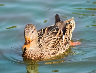 Brown and tan duck with chevron markings