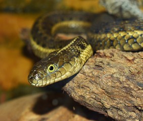 Rough Green Snake which is a type of grass snake