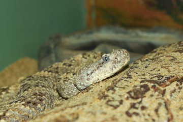 Natural Camoflage Pacific snake