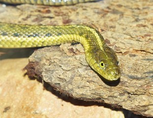 non venemous rough green snake