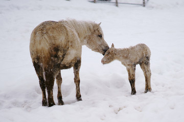 Naklejka premium 道産子の親子