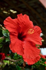 Fototapeta premium ハイビスカス