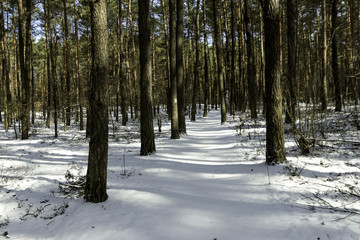 Winter in Kampinos National Park - Poland
