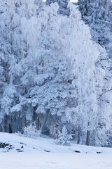 Trees covered in frost snow nature winter scene