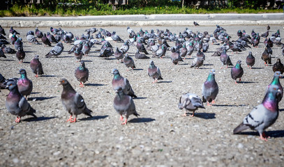 Many pigeons on the street