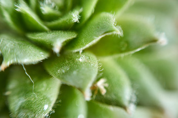 Fototapeta na wymiar closeup macro mini green cactus leaves