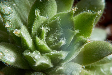 closeup macro mini green cactus leaves