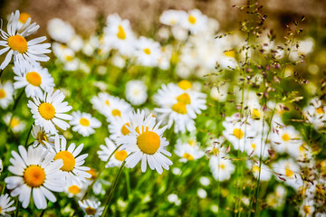 White camomiles on green field