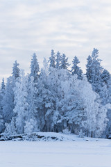 Trees covered in frost snow nature winter scene