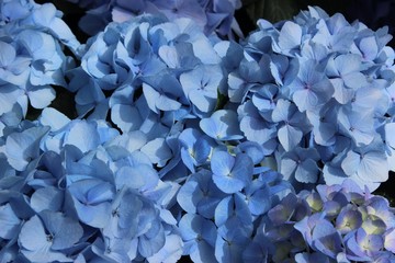 LARGE BLUE HYDRANGEA BLOOMS