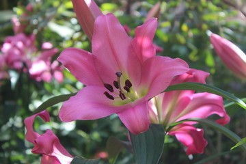 Fototapeta premium PRETTY PINK LILIES