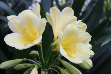YELLOW CLIVIA BLOOMS