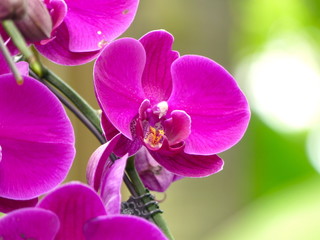 Fototapeta na wymiar Orchidée rose