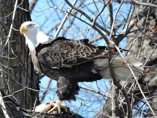 Bald Eagles