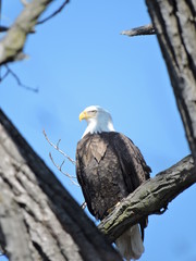 Bald Eagles