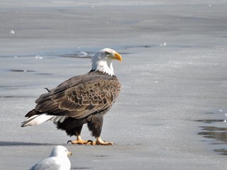 Bald Eagles