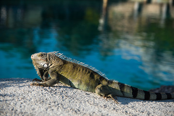 Iguana Lizard resting on hot rocks near the water edfe