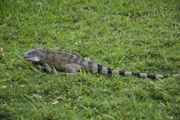 Large Iguana resting on green grass outdoors