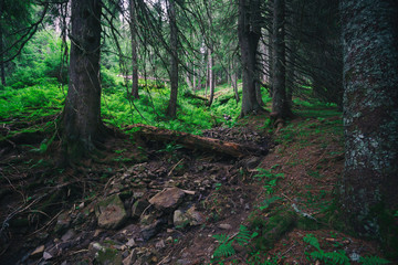 Mystic wilderness landscape dark forest with pine trees and moss on rocks. Fear and lost depressed mood concept. Horizontal background.