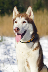 The portrait of a brown and white Siberian Husky dog with a collar sitting outdoors on a snow in winter