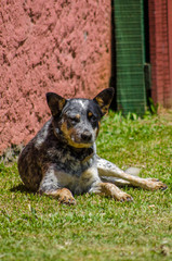 Autralian Cattle Dog
