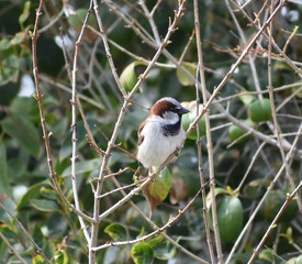 Finch perched on branch